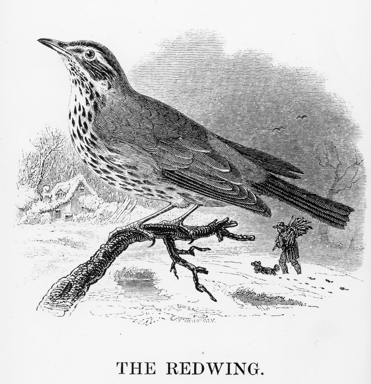 The Redwing, ilustração de &39;A History of British Birds&39; de William Yarrell, publicado pela primeira vez em 1843 de William Yarrell