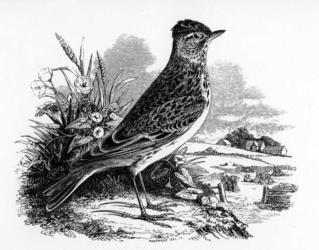 The Sky Lark, ilustração de &39;A History of British Birds&39;, de William Yarrell, publicado pela primeira vez em 1843 de William Yarrell
