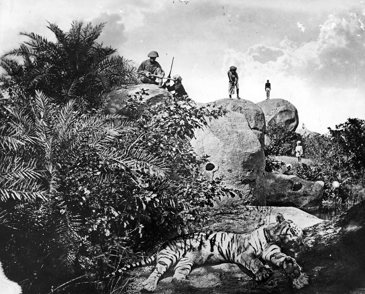 &39;Ensacado&39; - Caça ao tigre na Índia, c.1870s de Willoughby Wallace Hooper