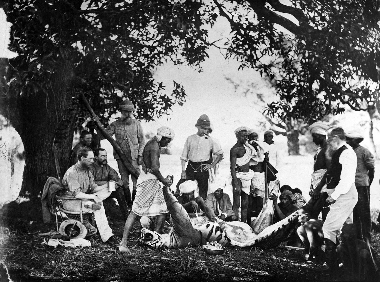 Esfolando o tigre, c.1870s de Willoughby Wallace Hooper