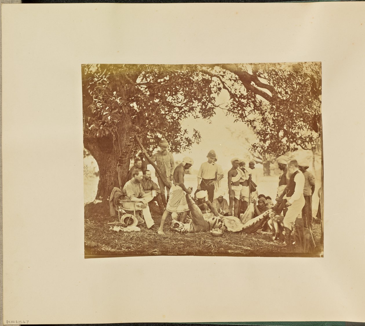 [Carcaça de tigre]. de Willoughby Wallace Hooper