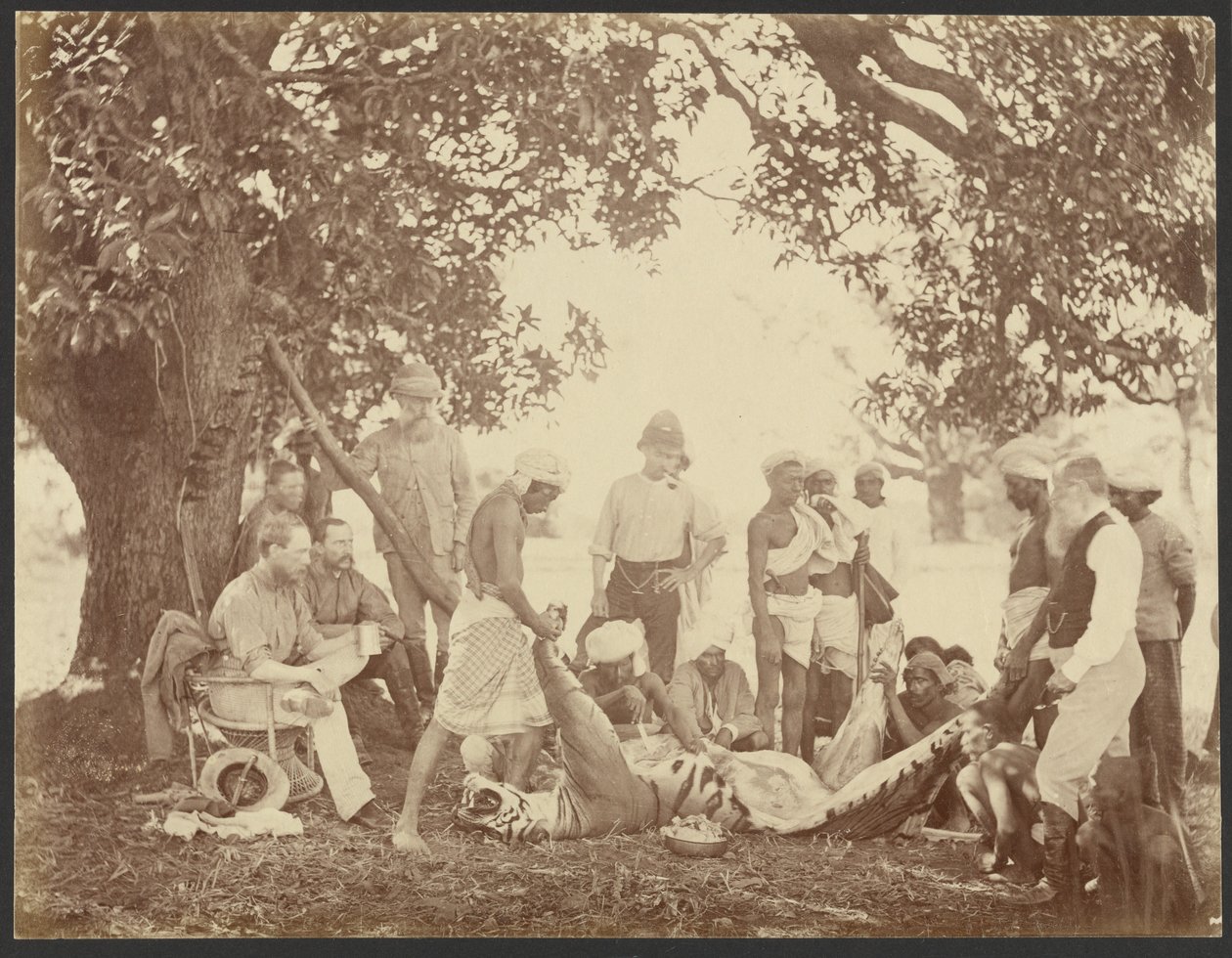 [Carcaça de tigre]. de Willoughby Wallace Hooper