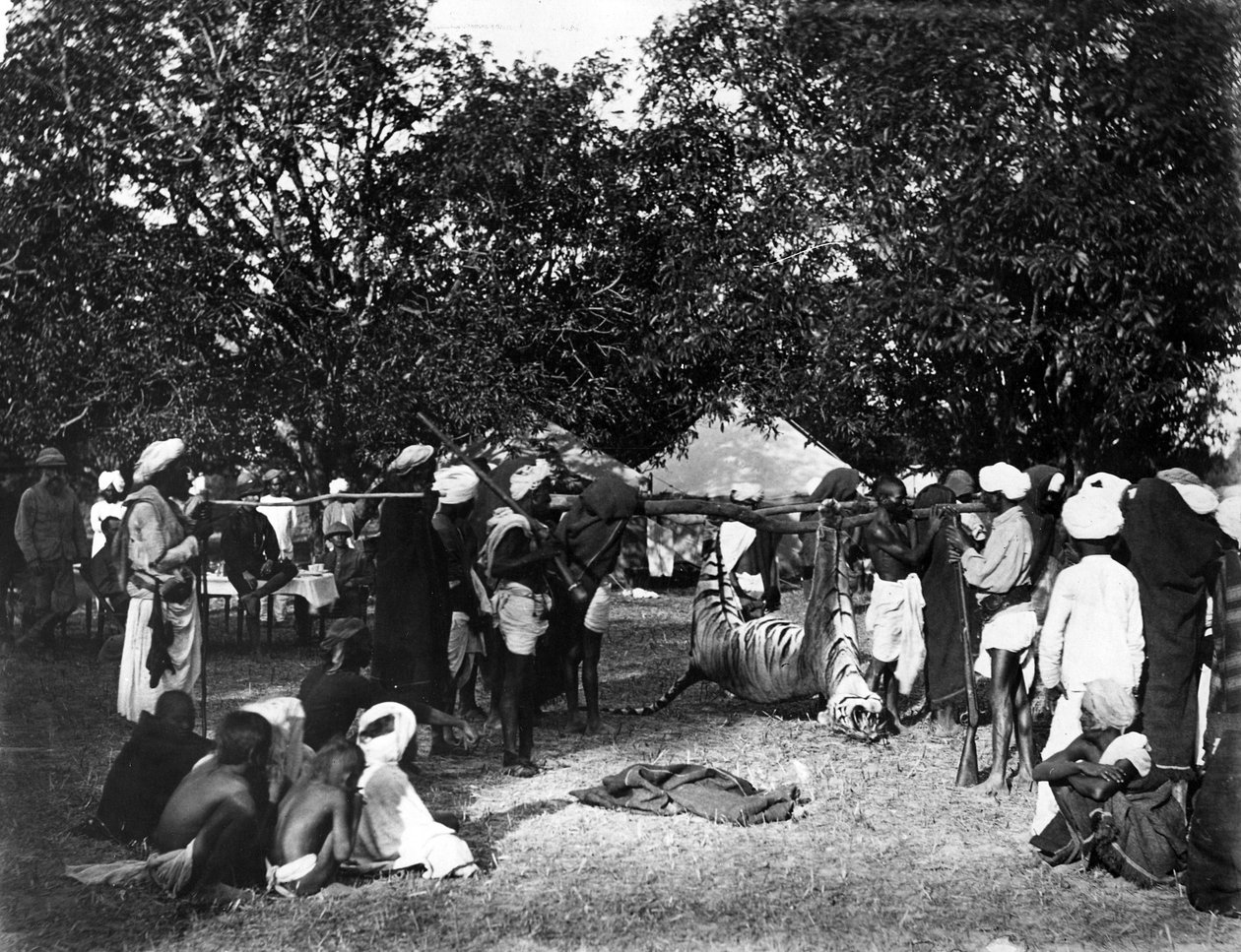 Caça ao tigre na Índia, c.1870s de Willoughby Wallace Hooper