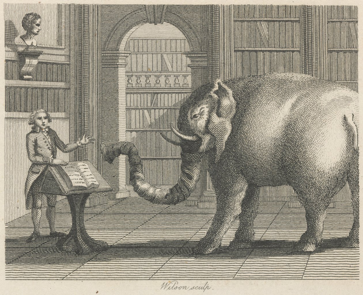 O Elefante e o Livreiro de Wilson