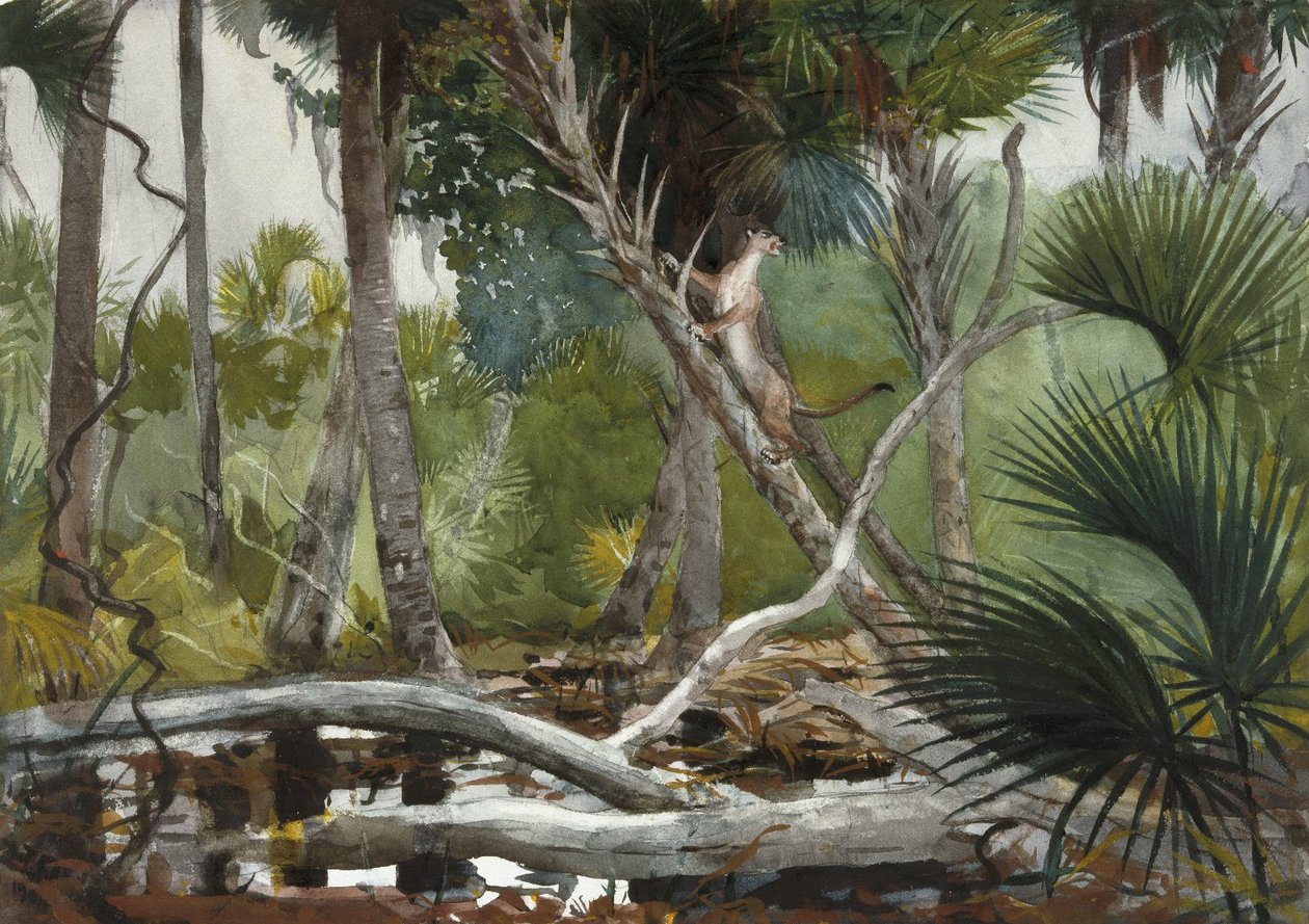 Na selva, na Flórida de Winslow Homer