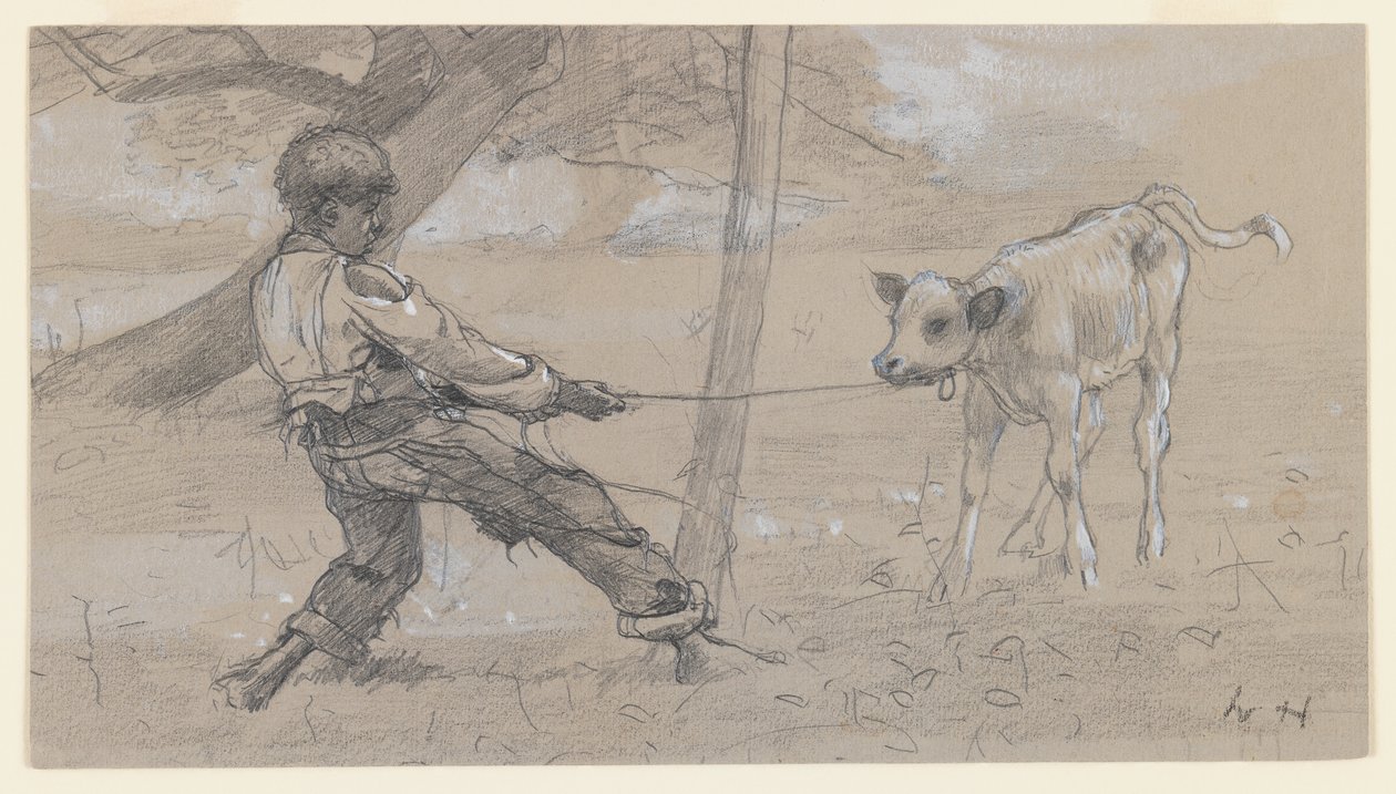O Bezerro Indisciplinado, c.1875-76 (grafite e branco chinês em papel cinza) de Winslow Homer