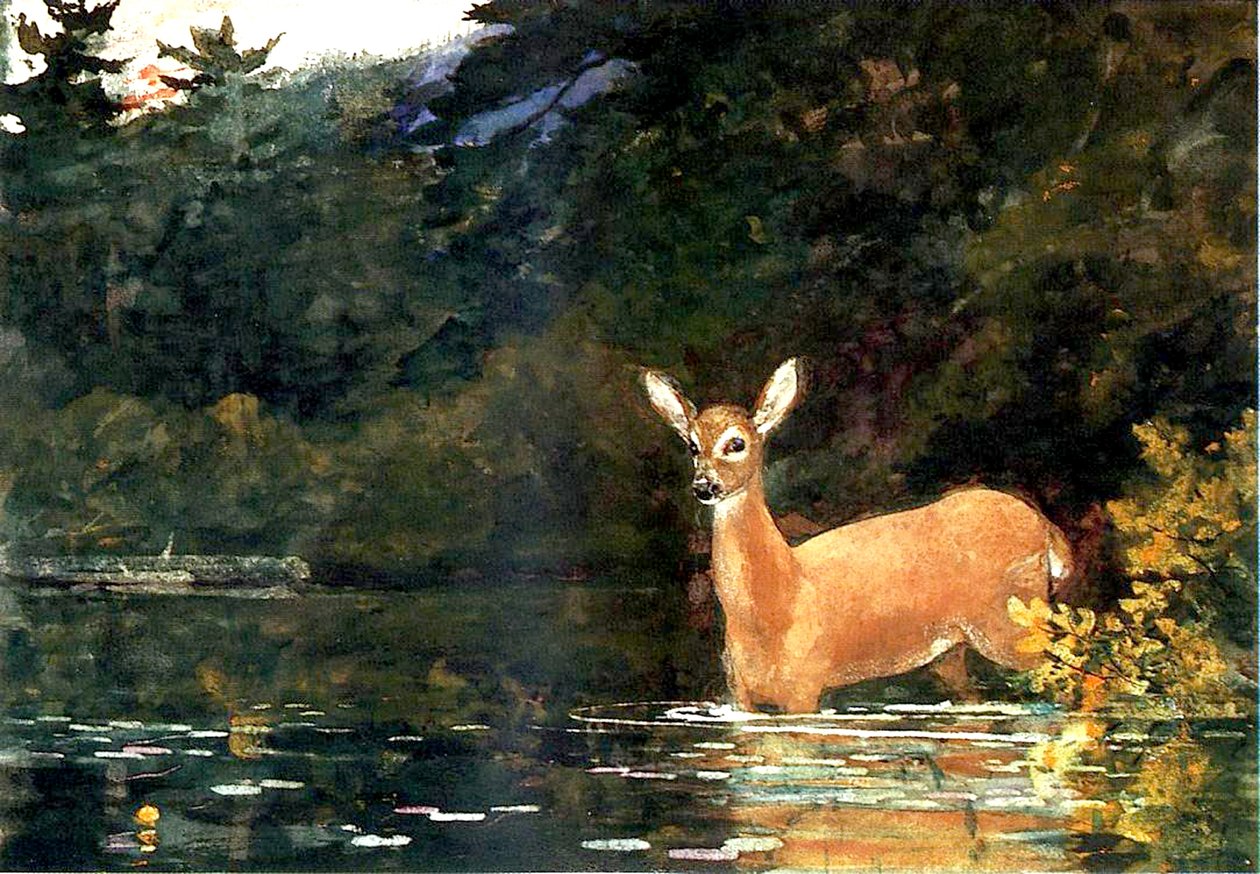 Uma corça, 1889 de Winslow Homer