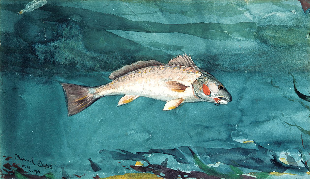 Canal Bass, 1904. de Winslow Homer