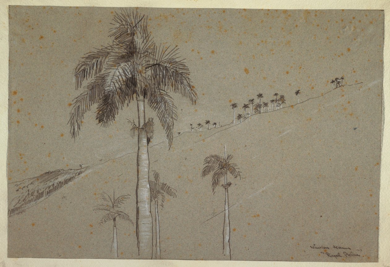Desenho, Royal Palm, Cuba, 1885 de Winslow Homer