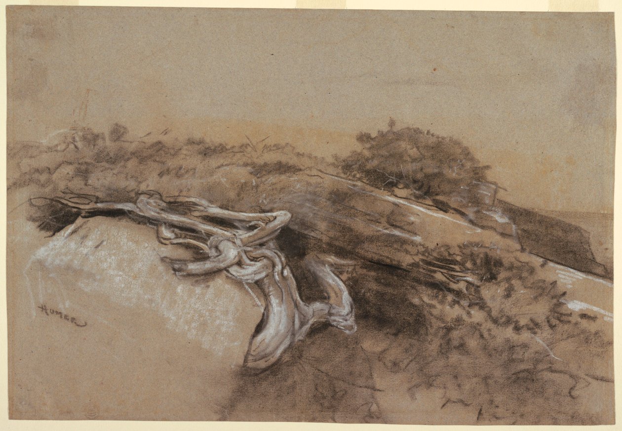 Desenho, Estudo de raízes de árvores, Prout
