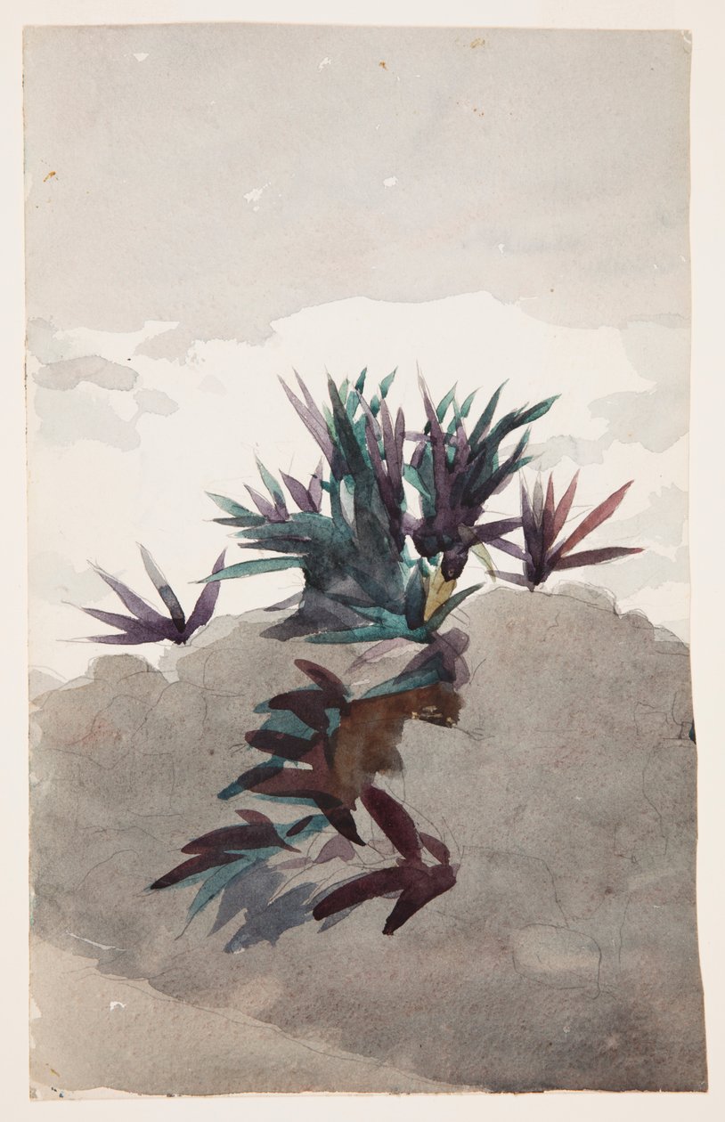 Encosta com aglomerados de Maguey de Winslow Homer