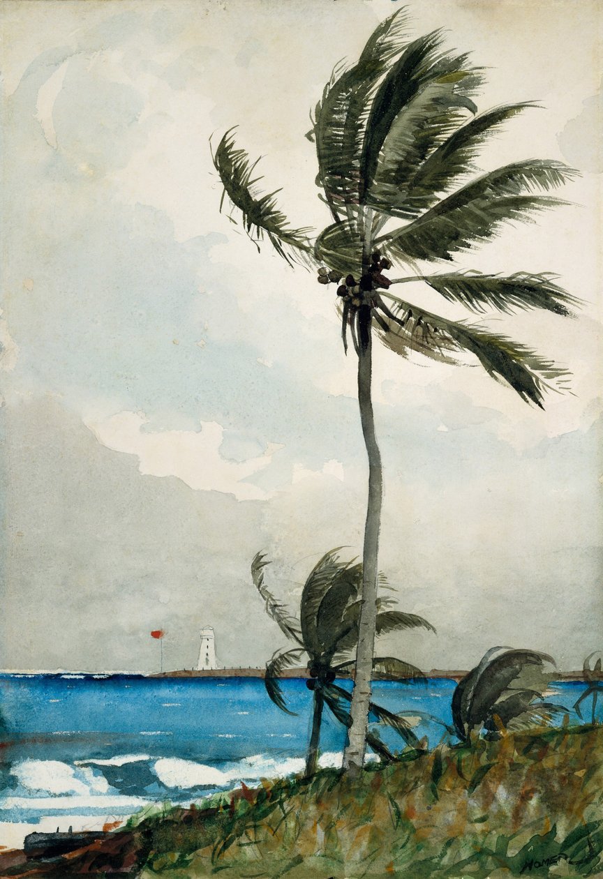 Palmeira, Nassau, 1898 (wc e grafite em papel de seda branco) de Winslow Homer