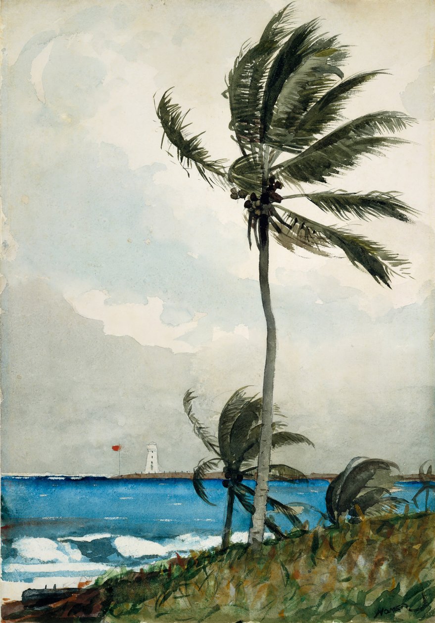 Palmeira, Nassau, 1898. de Winslow Homer