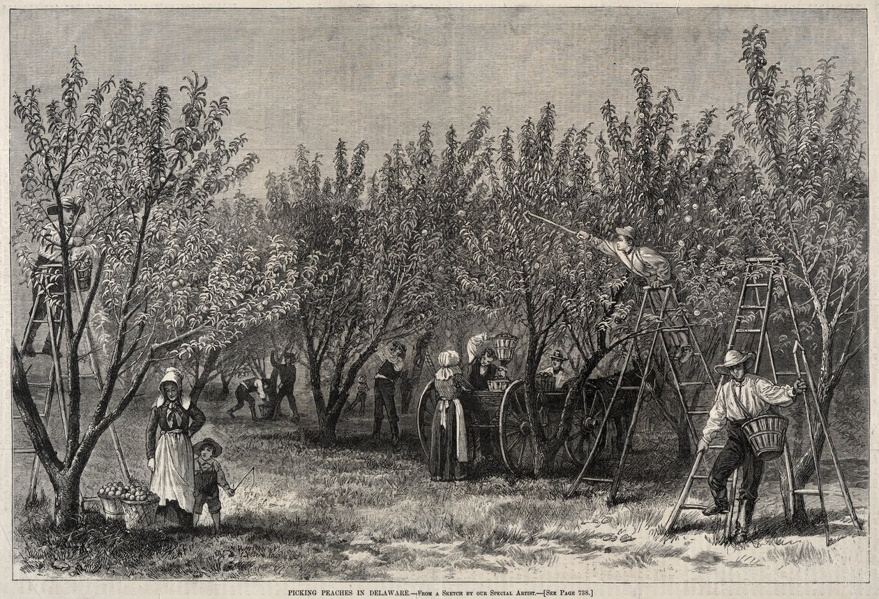 Colhendo pêssegos em Delaware. de Winslow Homer
