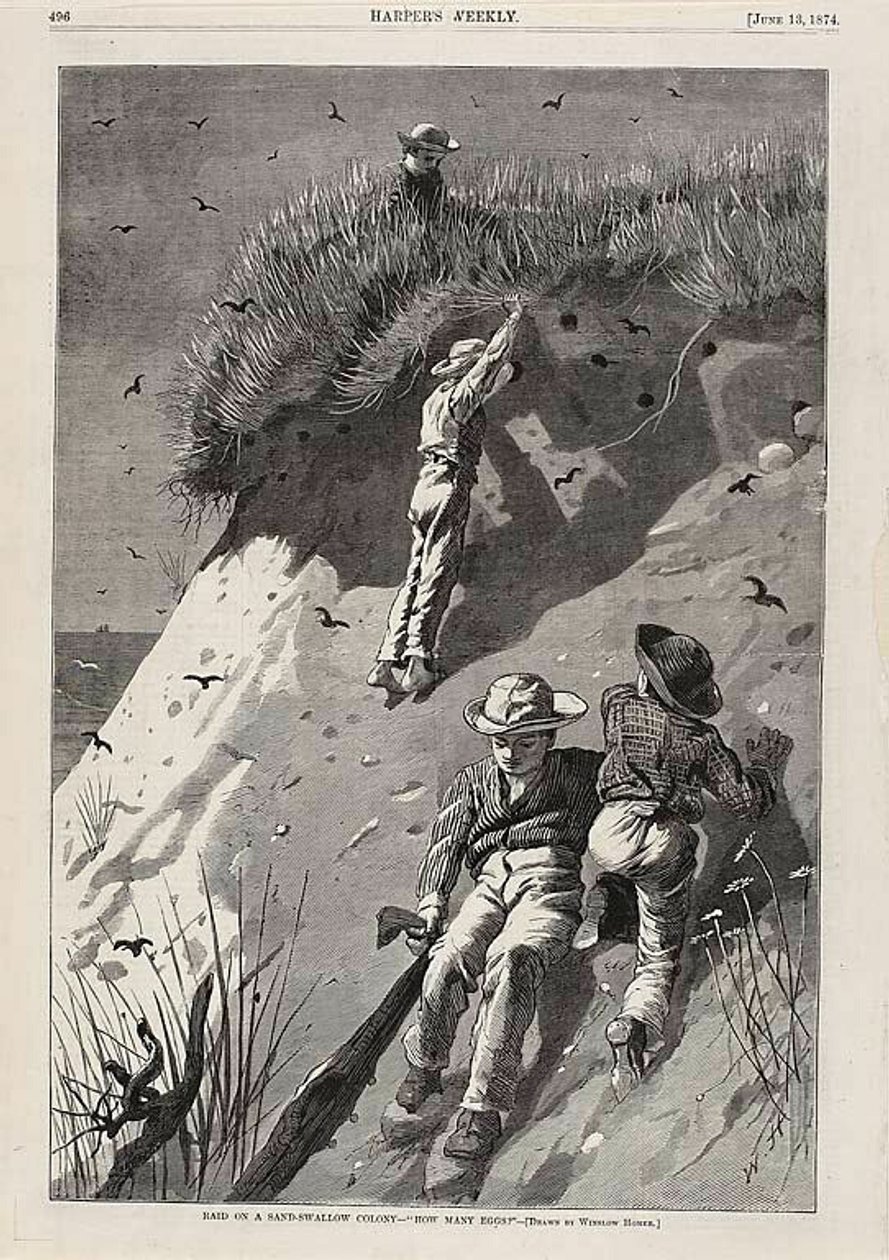 Invasão de uma colónia de andorinhas-"Quantos ovos" de Winslow Homer