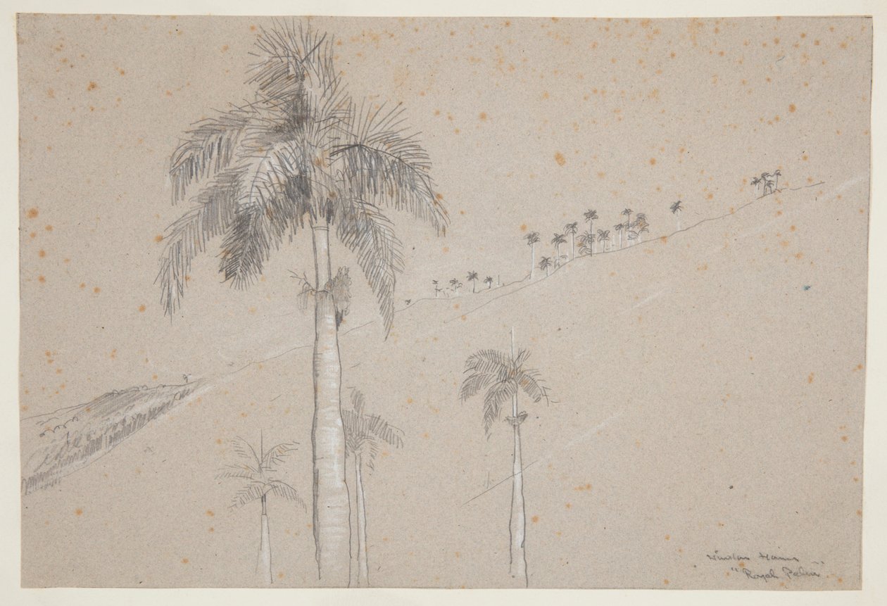 Palma Real, Cuba de Winslow Homer