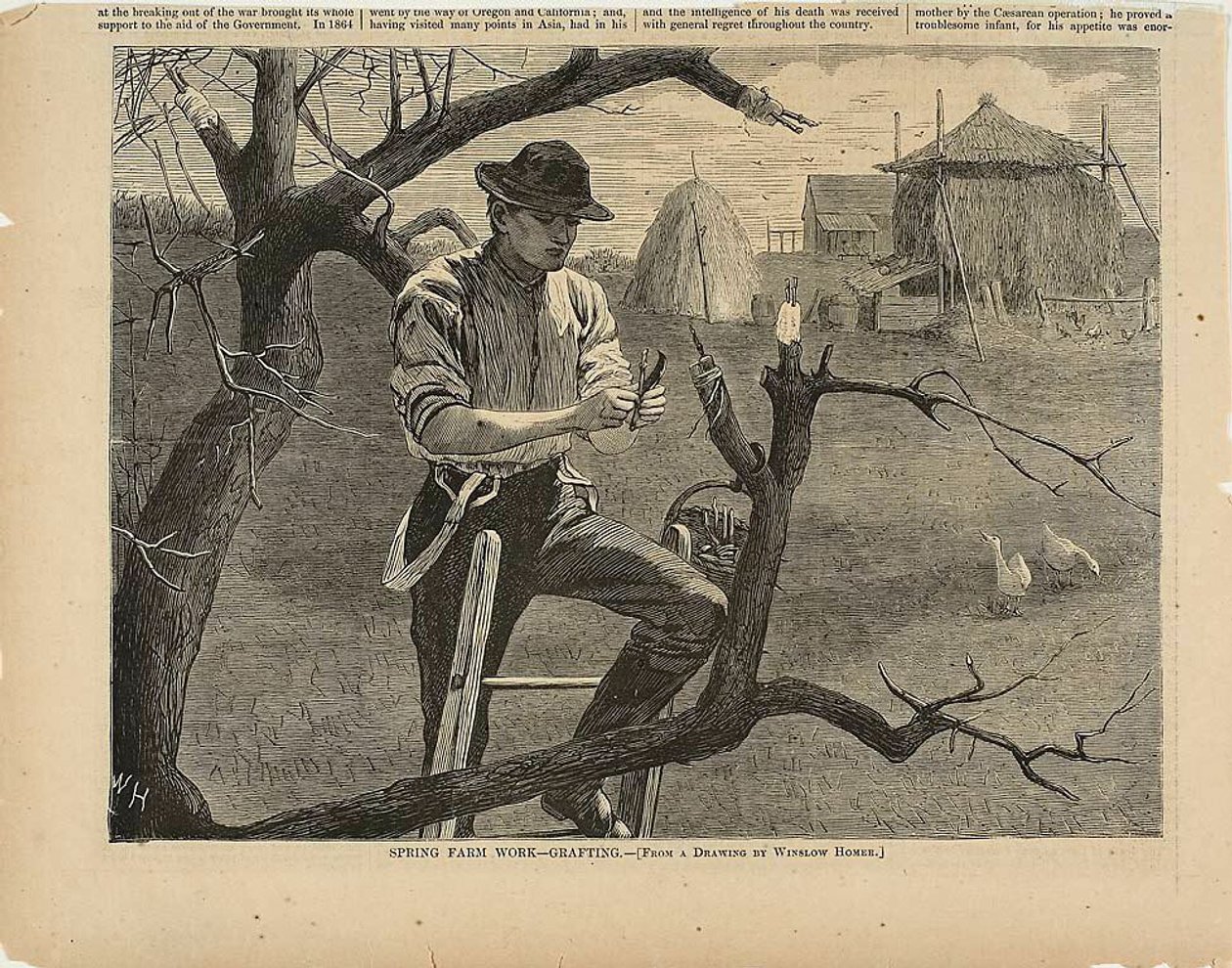 Trabalho agrícola de primavera - Enxertia de Winslow Homer