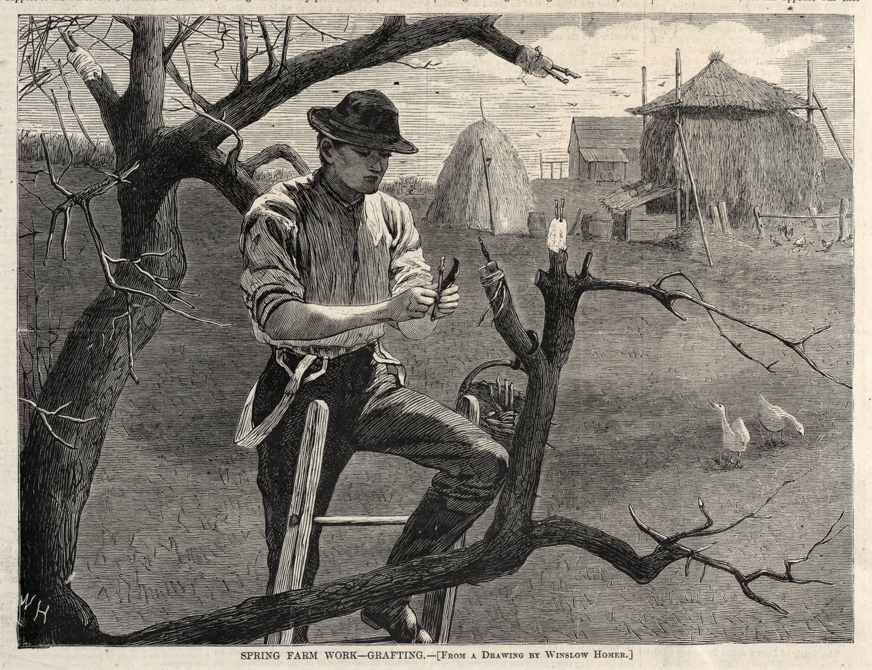 Trabalhos agrícolas na primavera - Enxertia de Winslow Homer