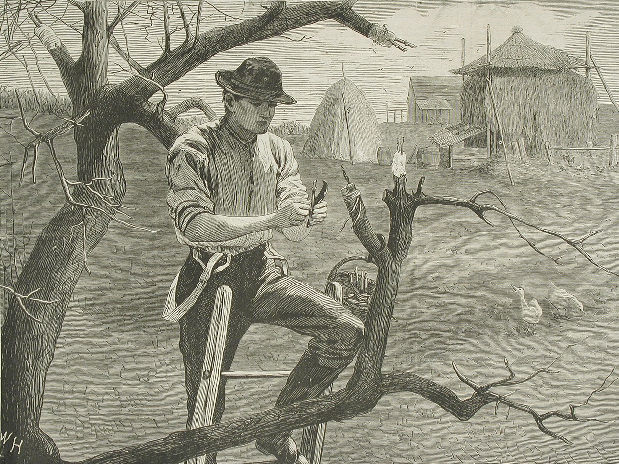 Trabalhos agrícolas na primavera - Enxertia de Winslow Homer