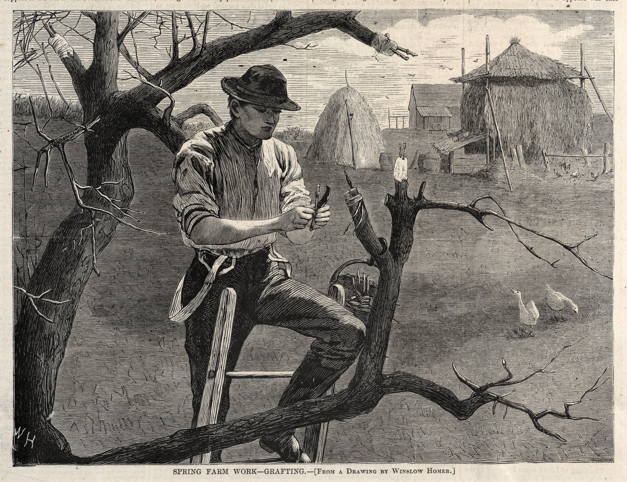 Trabalho agrícola na primavera - enxertia, 1870. de Winslow Homer