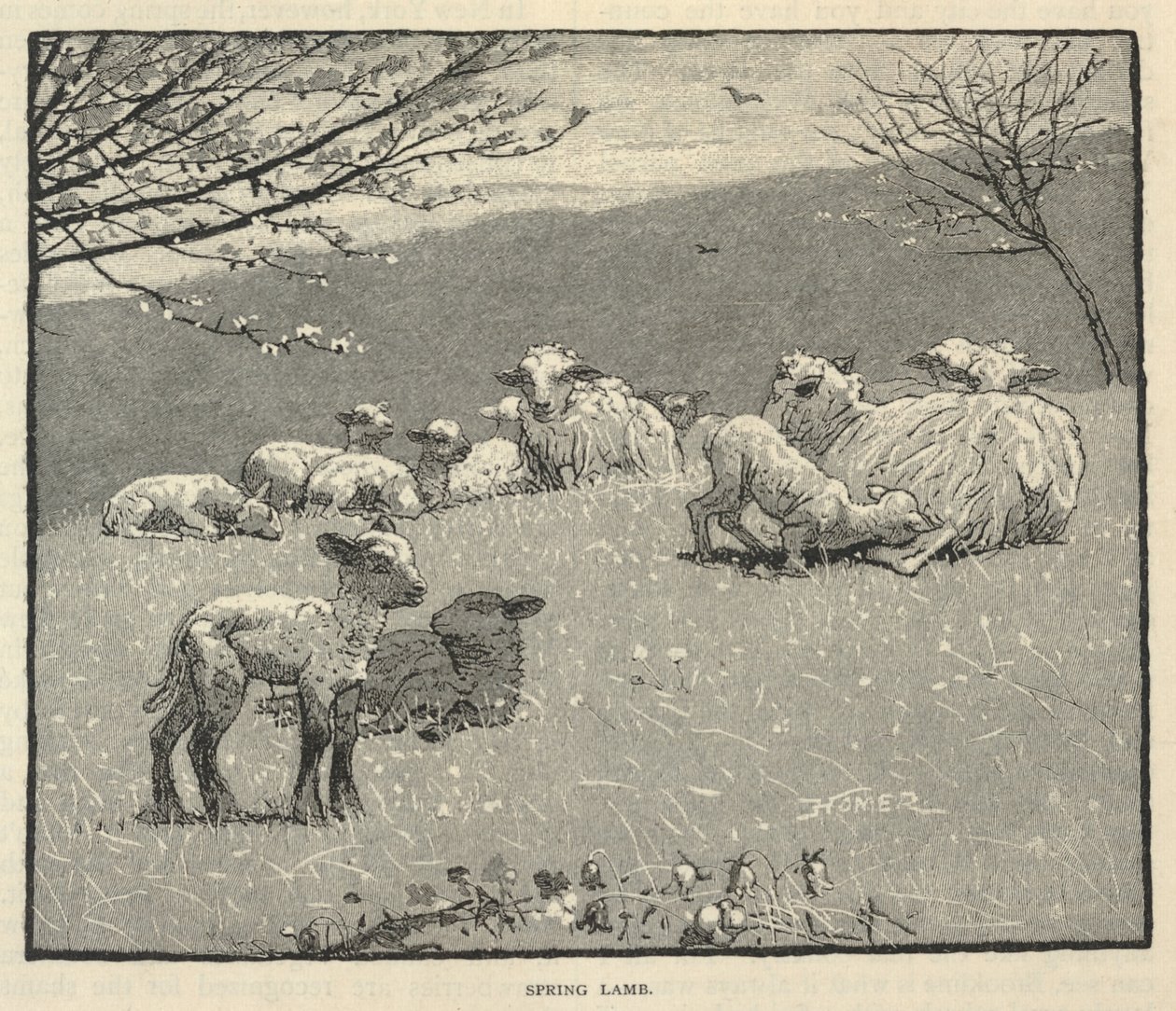 Cordeiro da primavera, de Scribner