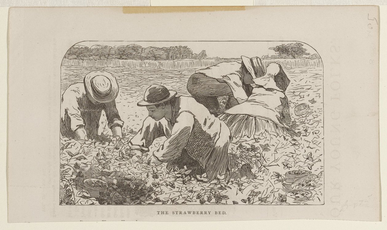 O canteiro de morangos de Winslow Homer