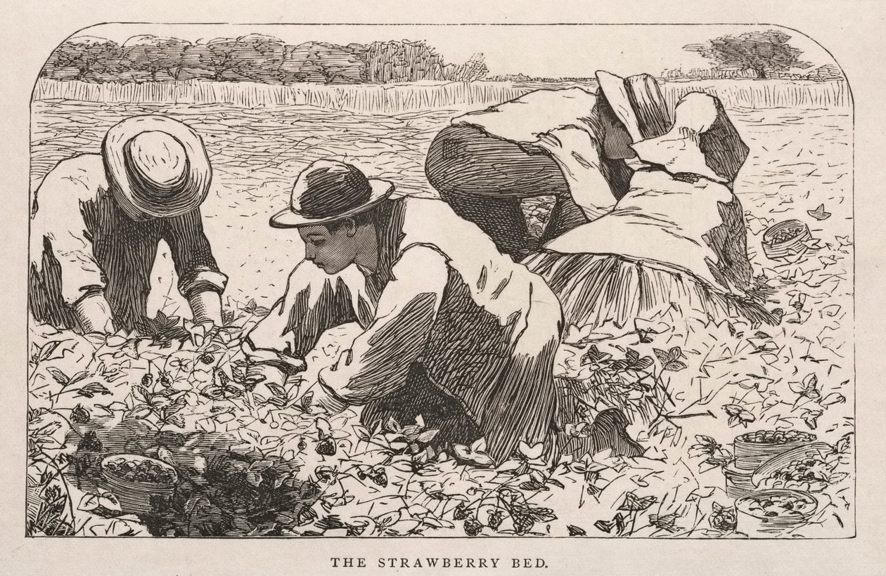 A Cama de Morango, 1868. de Winslow Homer