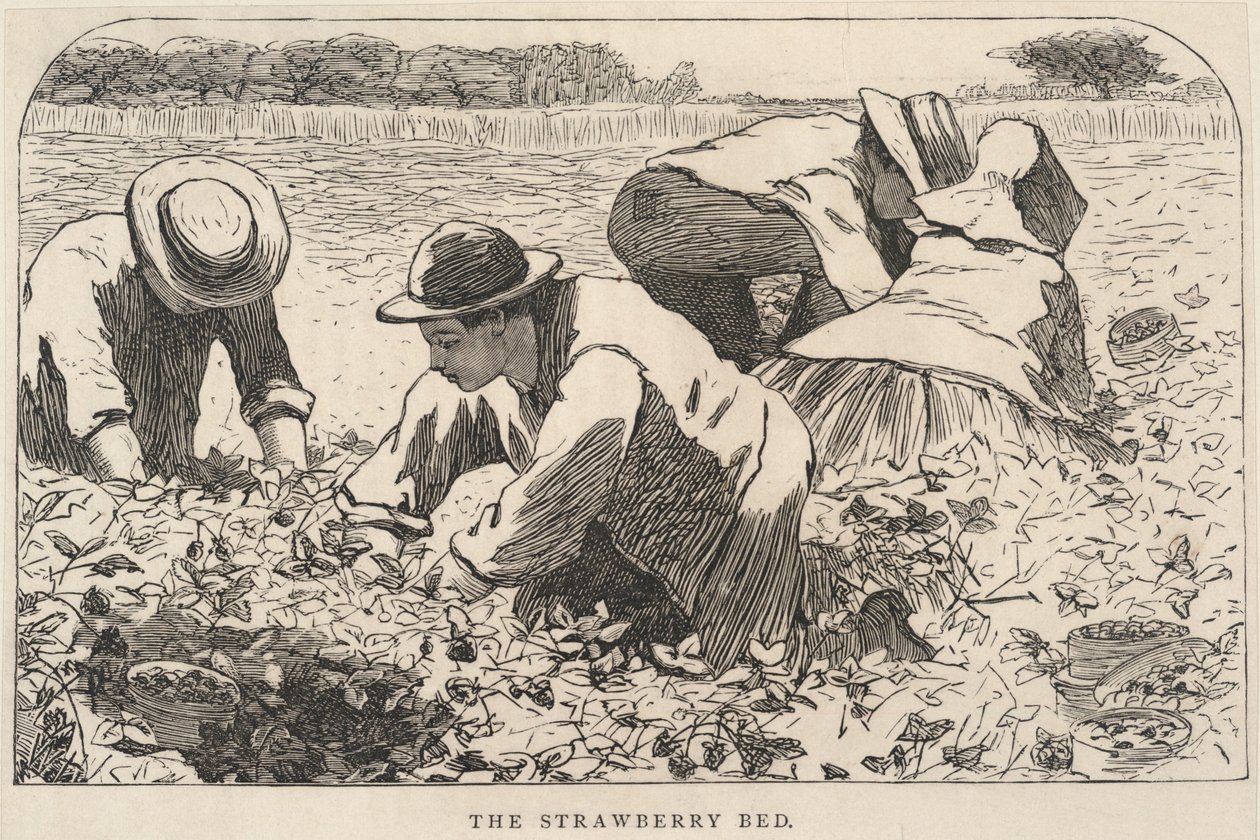 The Strawberry Bed, de Our Young Folks, julho de 1868 de Winslow Homer