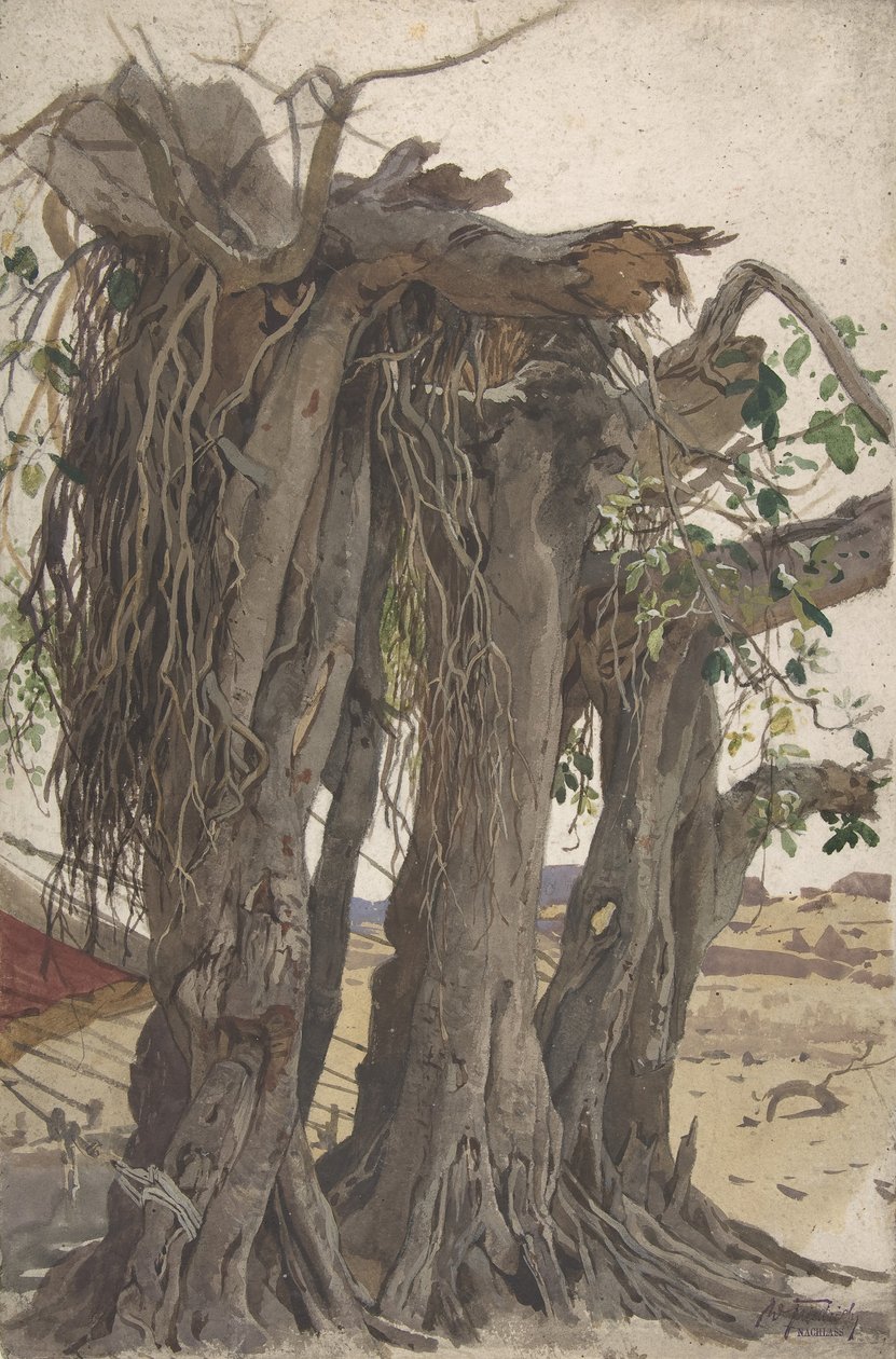 Estudo de um toco com raízes aéreas, meados do século XIX-início do século XX. de Woldemar Friedrich