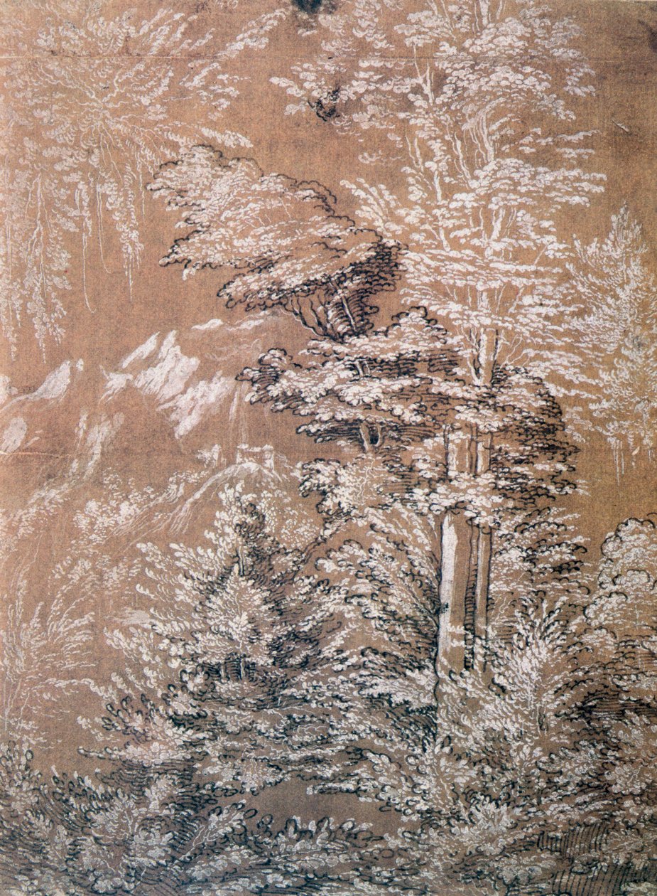 Estudo das Árvores, 1519 de Wolf Huber