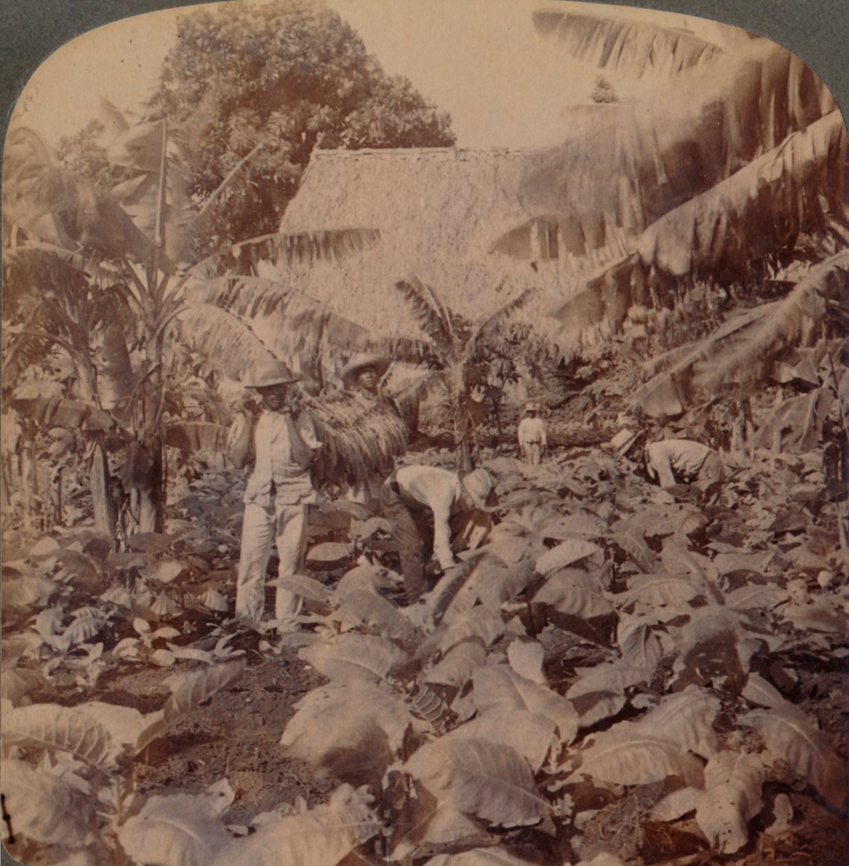 Tabaco de corte - uma plantação típica - Província de Havana, Cuba, 1899 de Works and Sun Sculpture Studios