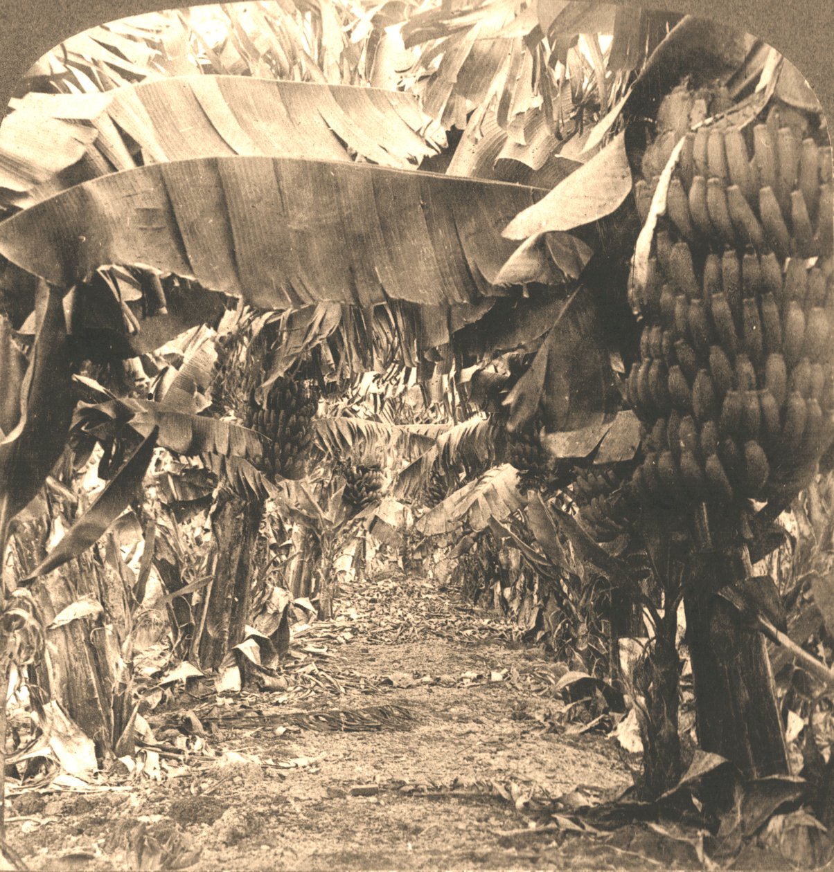 No coração de uma plantação de bananas, ilhas havaianas, 1901. de Works and Sun Sculpture Studios