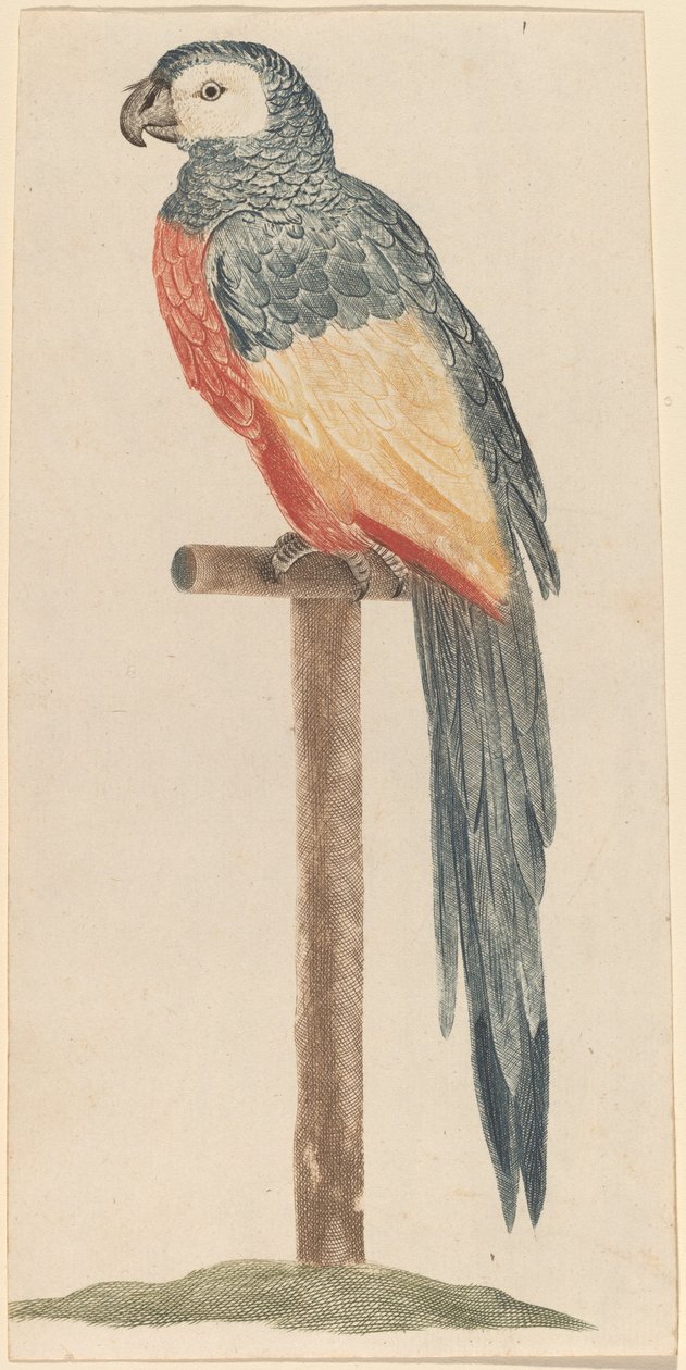 Papagaia de Workshop of Johann Teyler