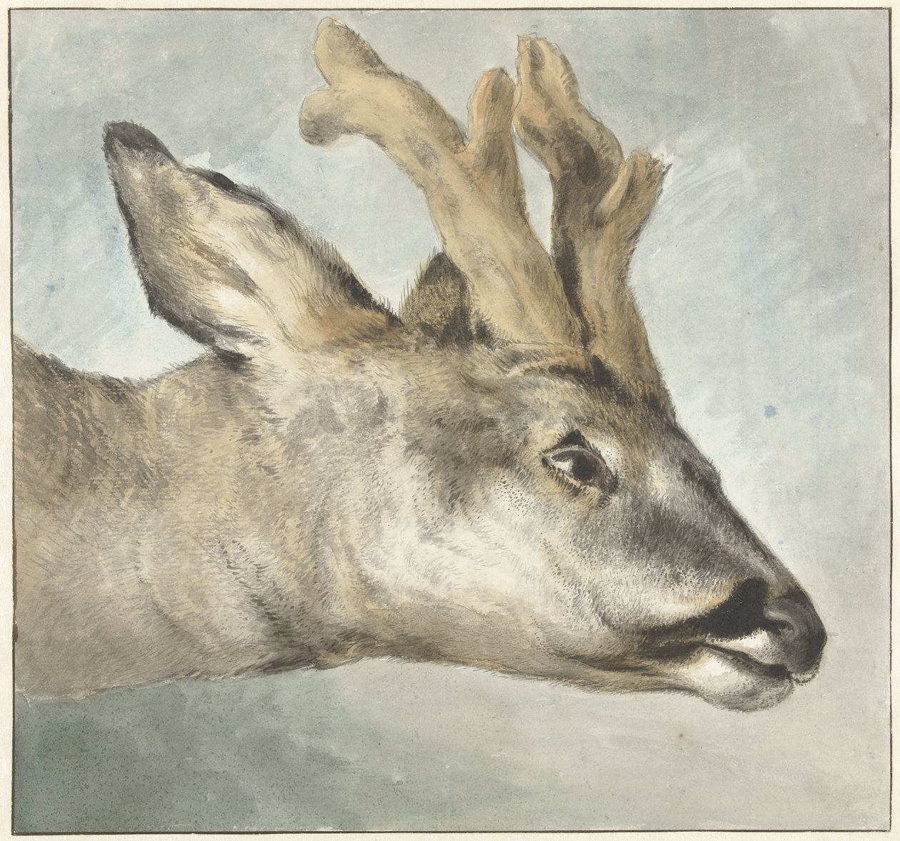 Cabeça de um Roebuck de Wybrand Hendriks