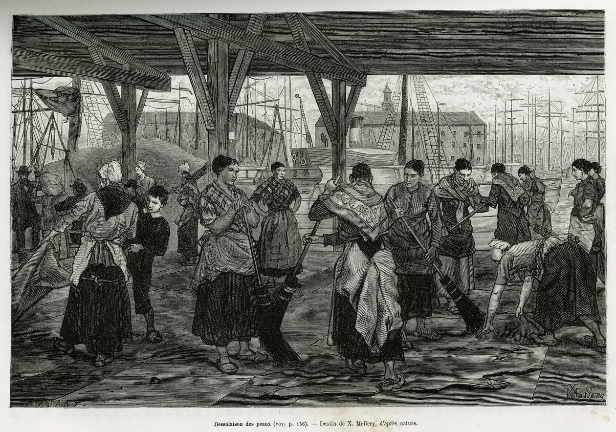 Dessalinização das peles, por mulheres raspando os restos dos animais estirados sob as estruturas dos corredores do porto de Antuérpia. Gravura de X.Mellery, para ilustrar a história da Bélgica, de Camille Lemonnier, publicada no Tour du monde, edite de Xavier Mellery