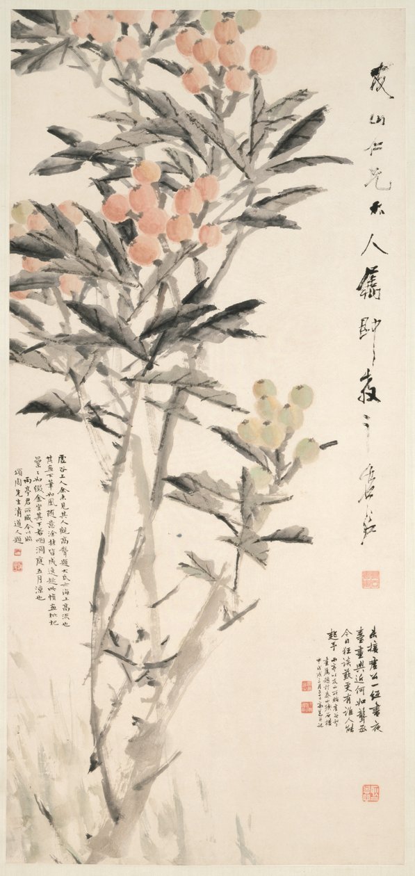 Nêspera de Pipa, c. 1888-89. de Xugu