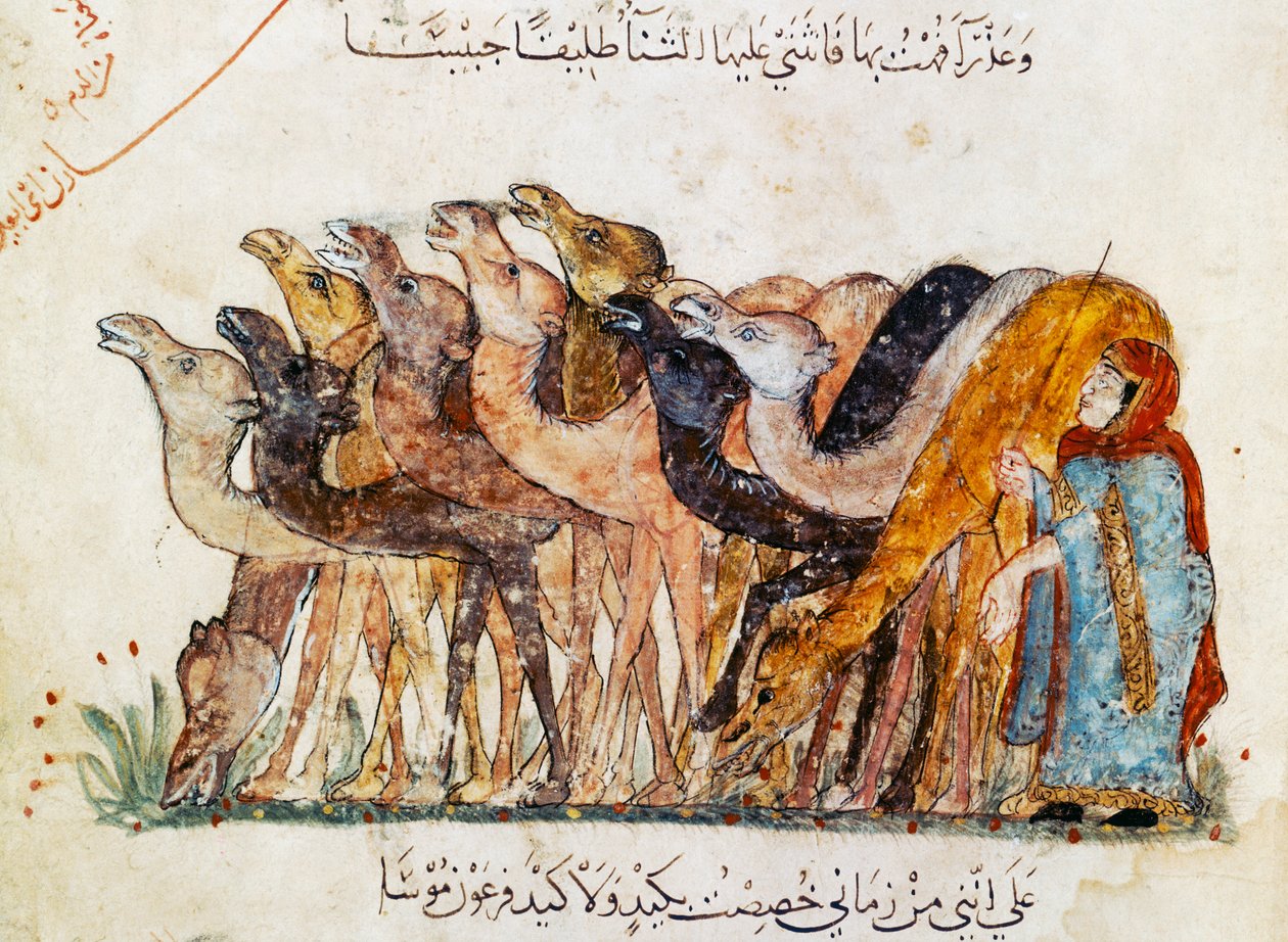 Sra. Ar 5847 f.101, Rebanho de camelos, de &39;Al Maqamat&39; (Os Encontros) de Al Hariri, c.1240 (ver também 1689970) de Yahya ibn Mahmud Al Wasiti