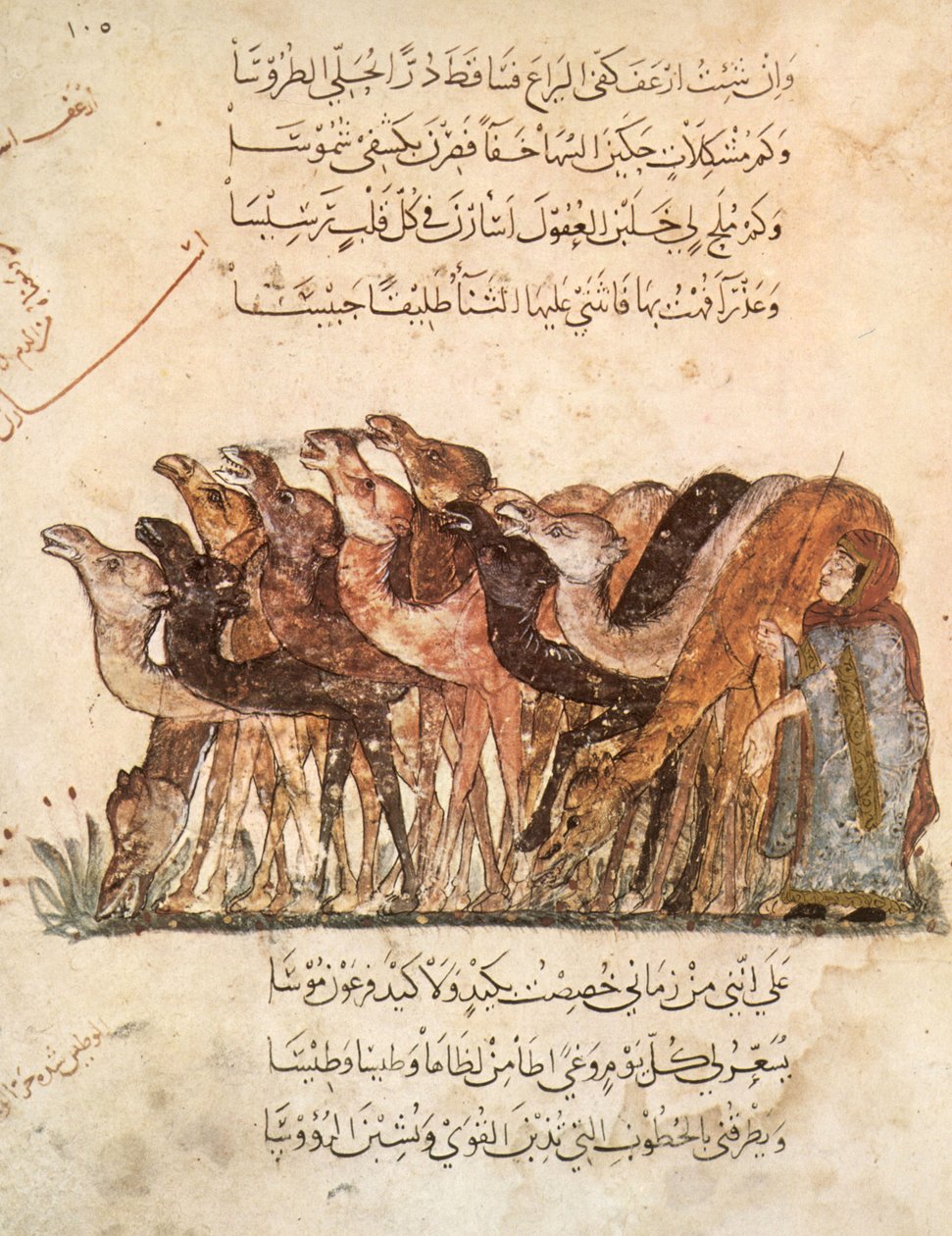 Sra. Ar 5847 f.101, Rebanho de camelos, de Al Maqamat (As Reuniões) de Al Hariri, c.1240 (ver também 1258010) de Yahya ibn Mahmud Al Wasiti