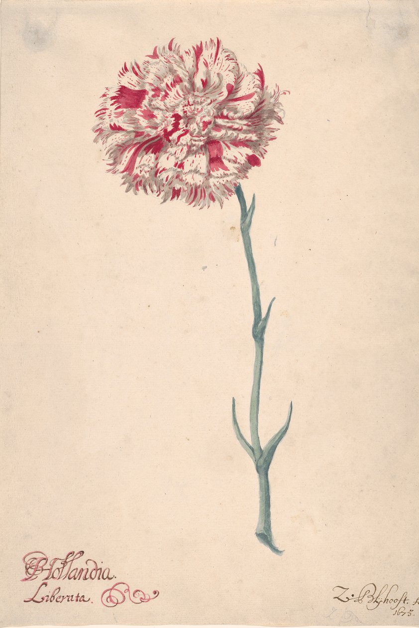 A Carnation Hollandia Liberata, 1675. de Zacharias Blijhooft