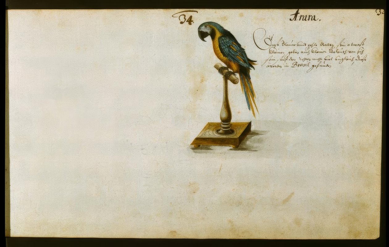 Papagei de Zacharias Wagner