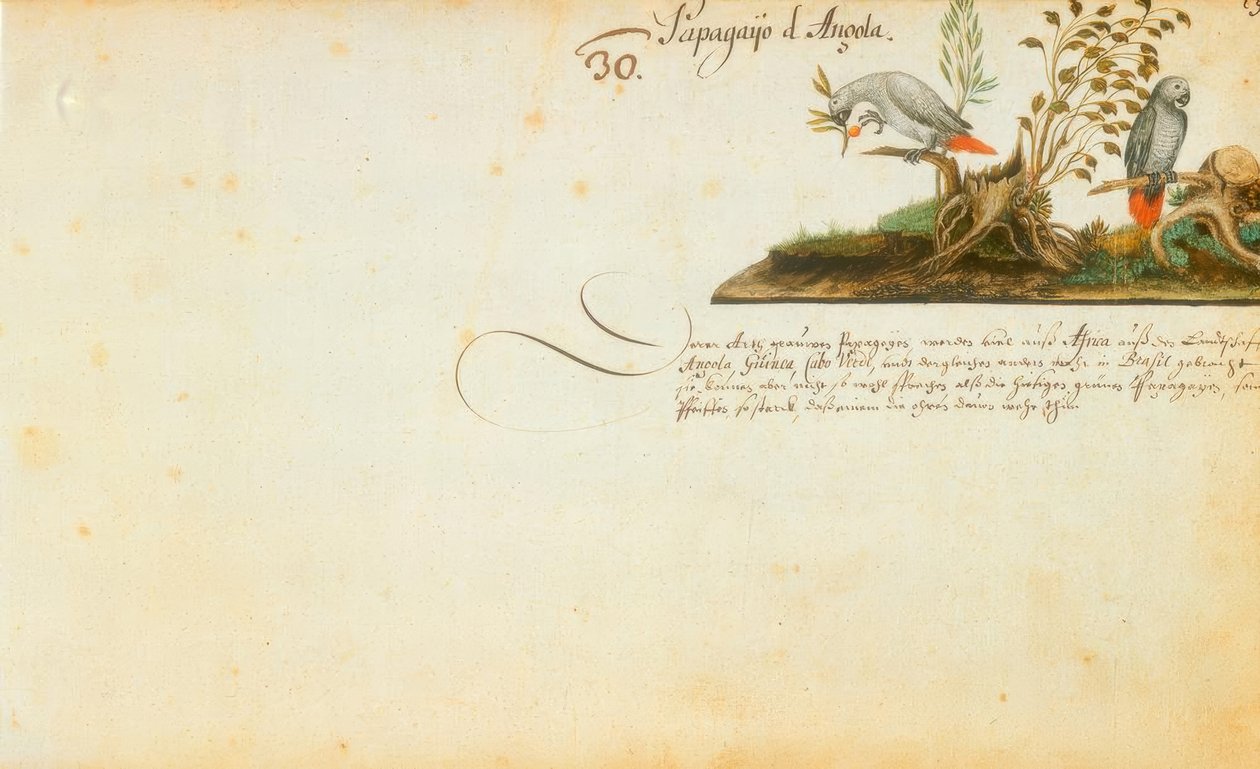 Zacharias Wagner, Papagaios de Zacharias Wagner