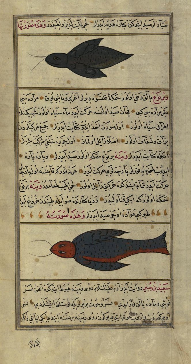Dois peixes estranhos dos mares Vaynah (Vinah) de Zakariya al Qazwini