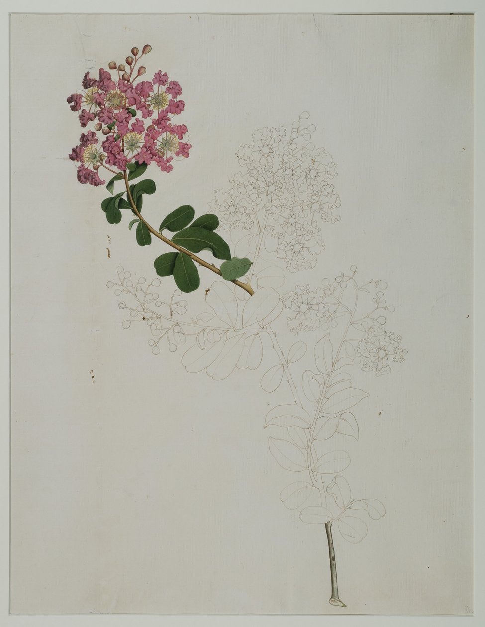 Lagerstroemia indica L. (murta de crepe), 1787 (wc no papel) de Zayn al Din Zayn al Din