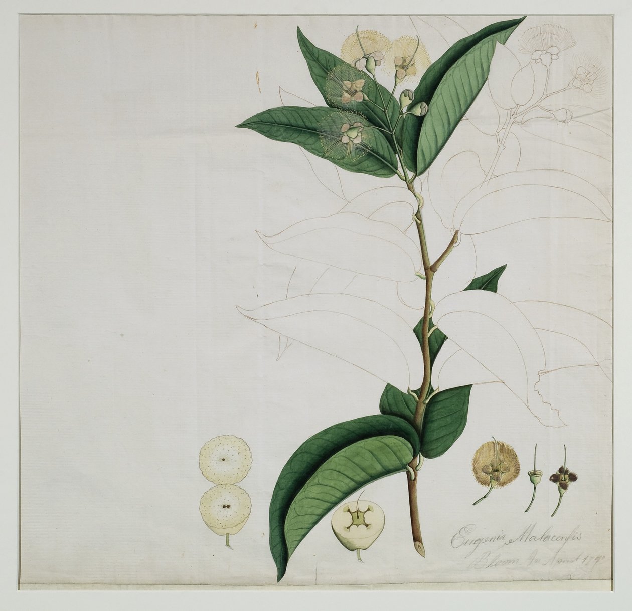 Syzygium aqueum (Burm. F.) Alston (água, maçã rosa), 1787 (wc no papel) de Zayn al Din Zayn al Din