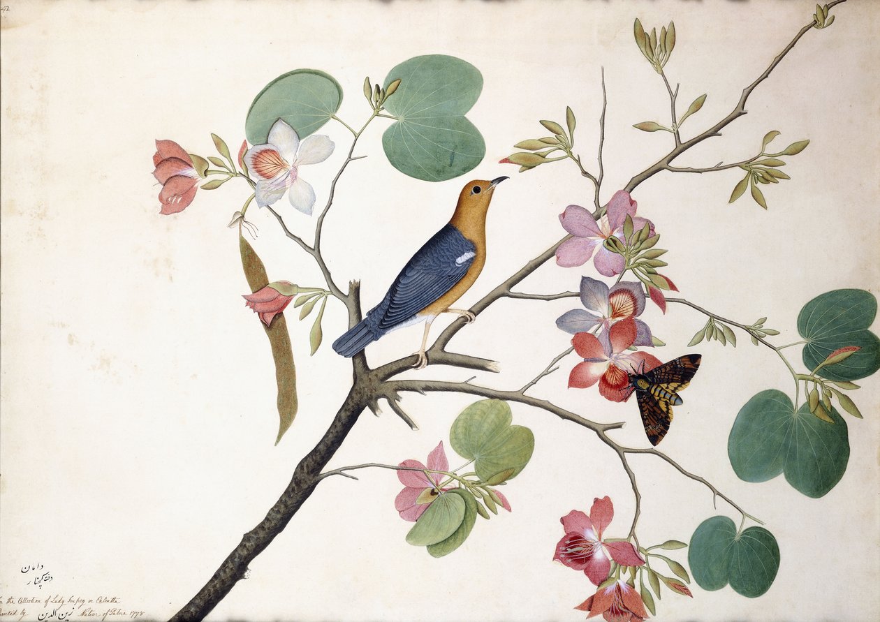 Tordo-de-chão-de-cabeça-laranja, 1778 de Zayn al Din