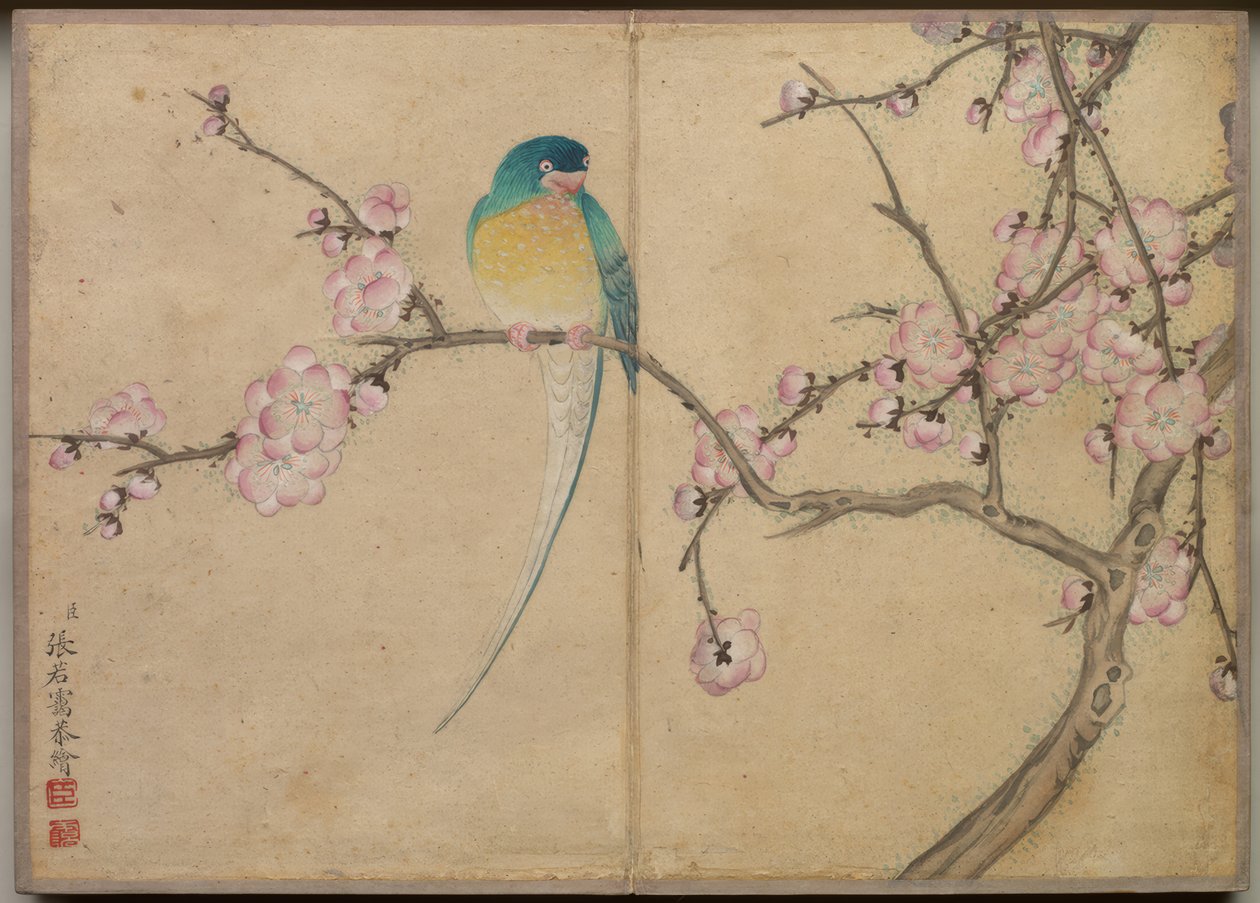 Álbum de secretária: Pinturas de flores e pássaros (Pássaro com flores de ameixoeira) de Zhang Ruoai