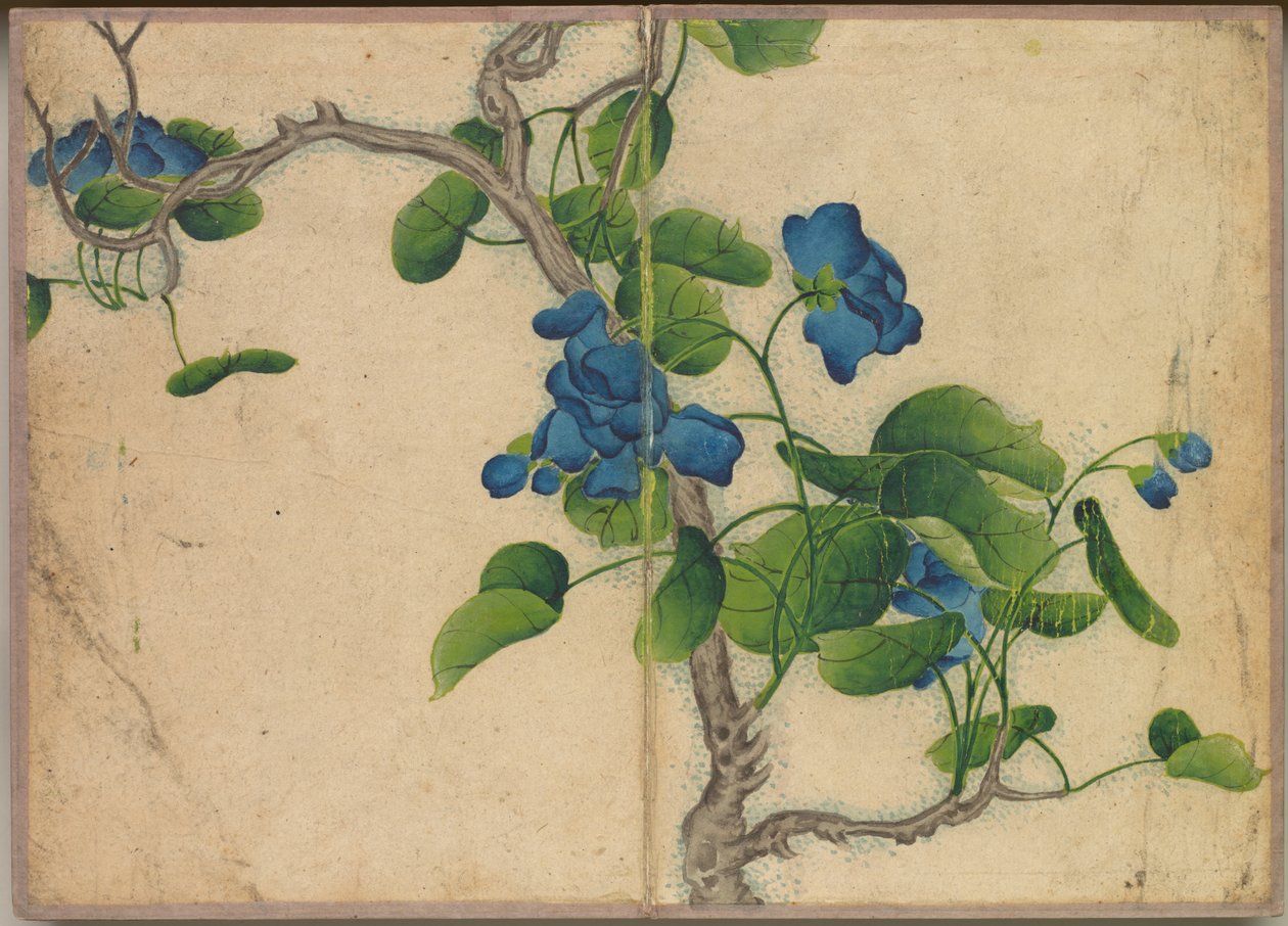 Álbum de Mesa: Pinturas de Flores e Pássaros (Climbing Blue Flowers) de Zhang Ruoai