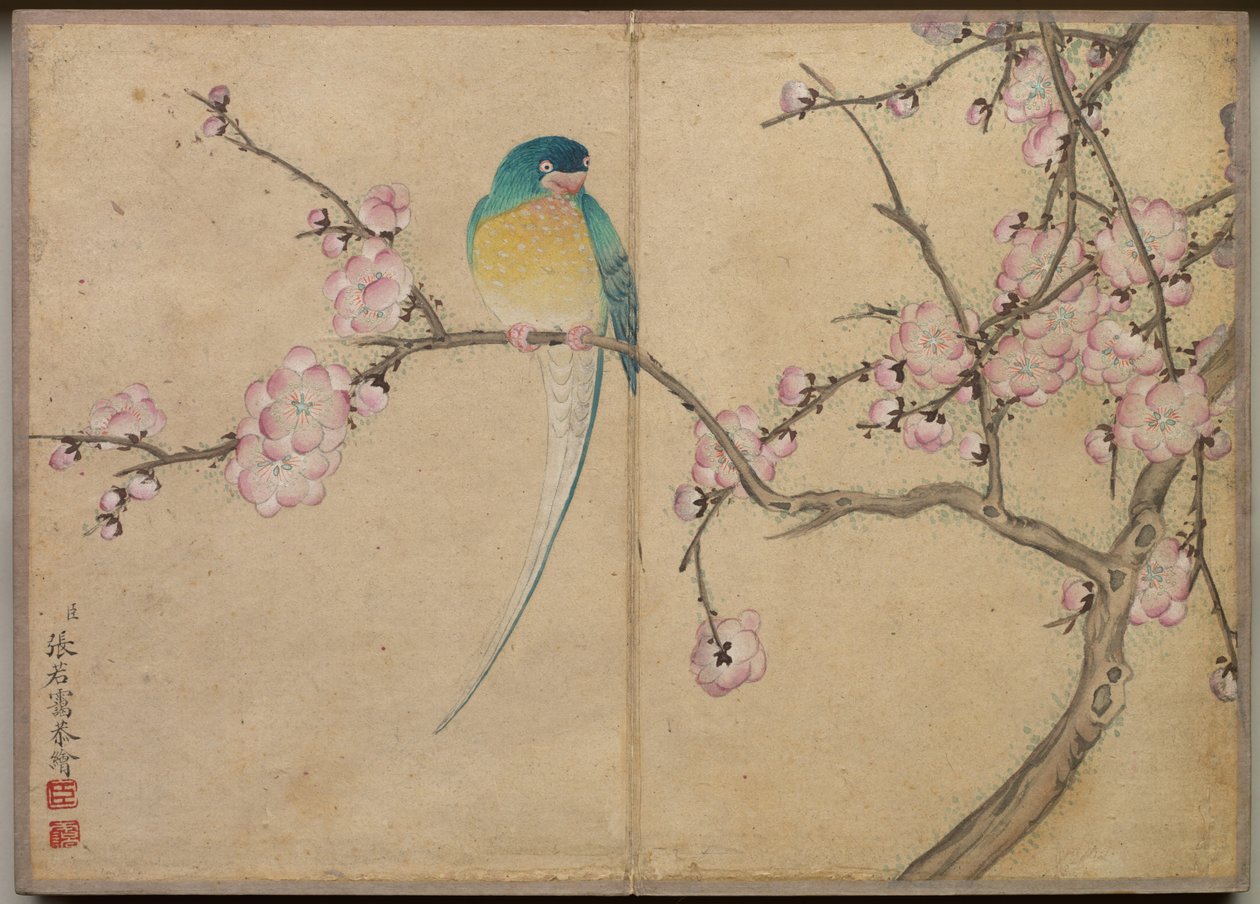 Álbum de escrivaninha: Pinturas de flores e pássaros Pássaro com flores de ameixa, século XVIII. de Zhang Ruoai