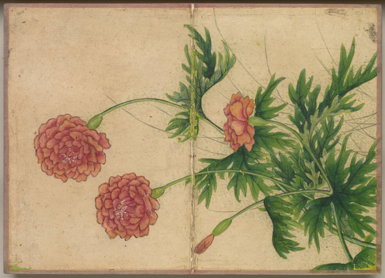Álbum de escrivaninha: Pinturas de flores e pássaros Peônia, século XVIII. de Zhang Ruoai