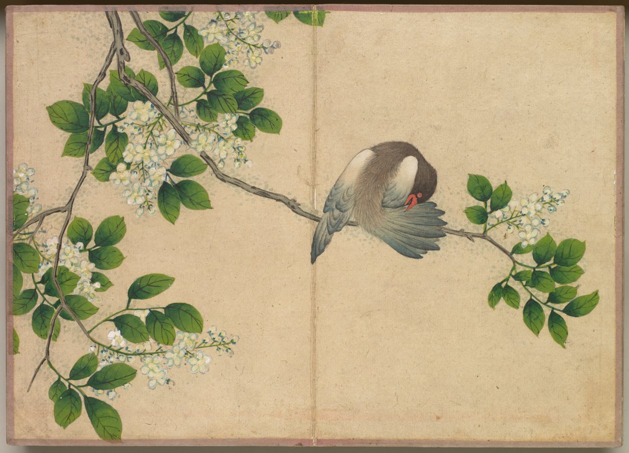 Álbum de escrivaninha: Pinturas de flores e pássaros Preening Bird, século XVIII. de Zhang Ruoai